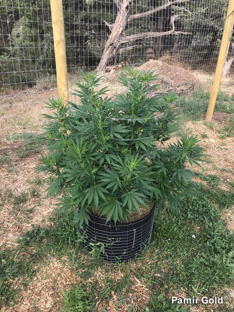 Pamir Gold nice bushy, even cannabis canopy by week 12