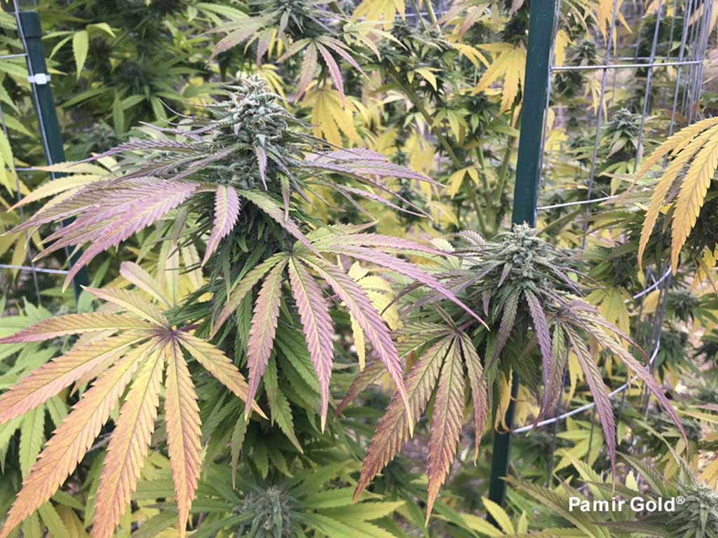 Pamir Gold fat outdoor buds almost ready to harvest by week 20