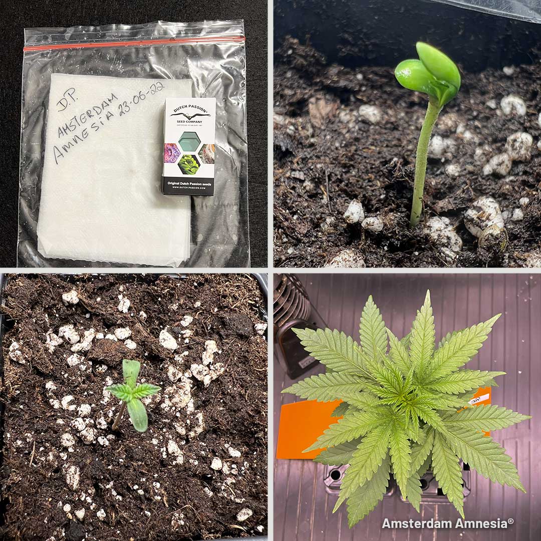 Amsterdam Amnesia by DogDoctorOfficial - germination and seedling