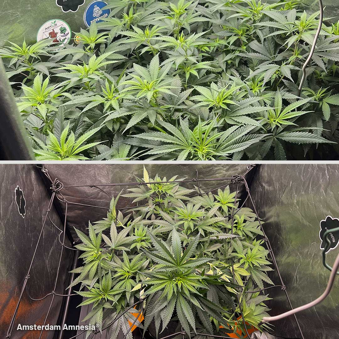 Amsterdam Amnesia grow review by DogDoctorOfficial