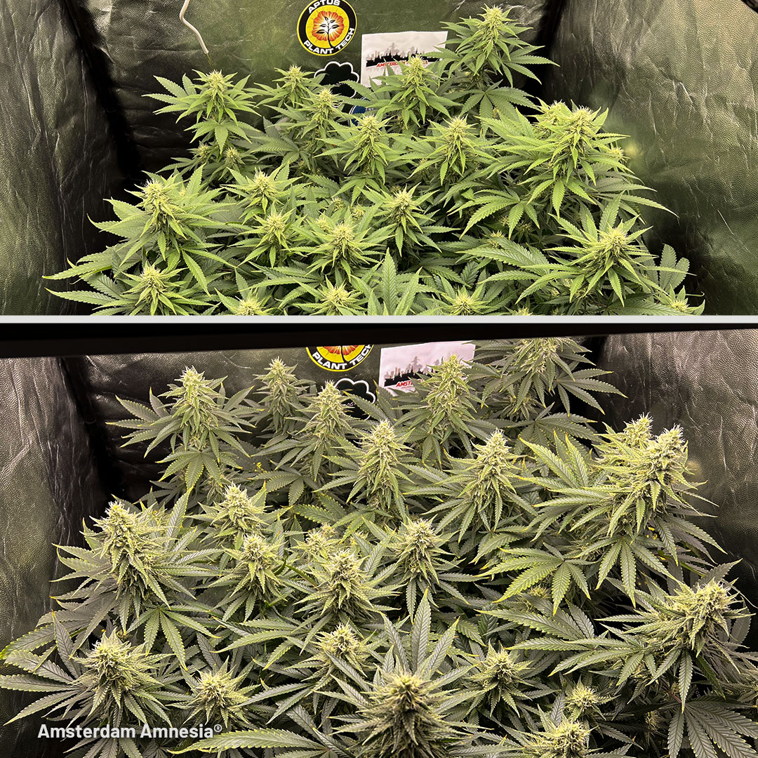 Amsterdam Amnesia flowering stage by DogDoctorOfficial