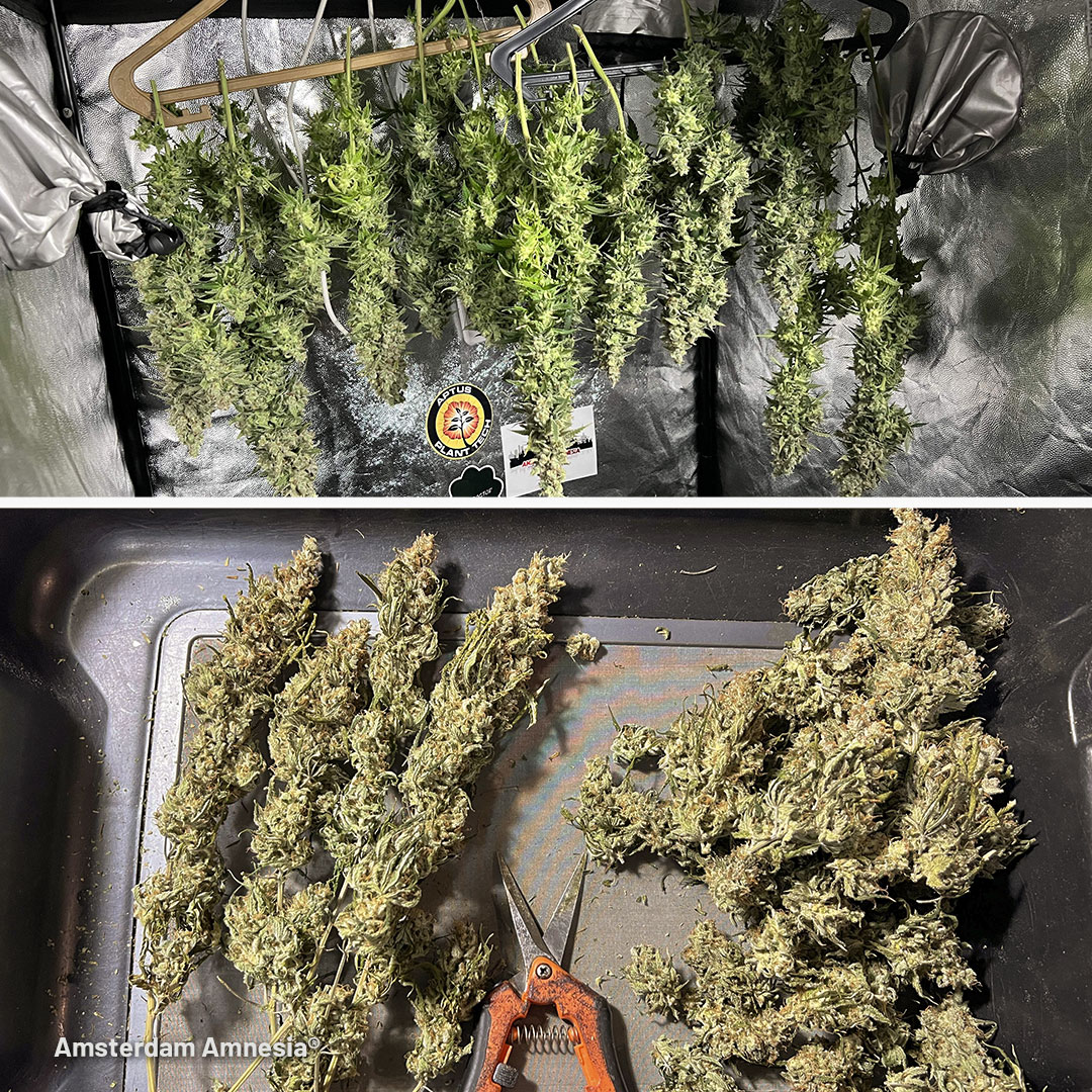 Amsterdam Amnesia drying and trimming by DogDoctorOfficial