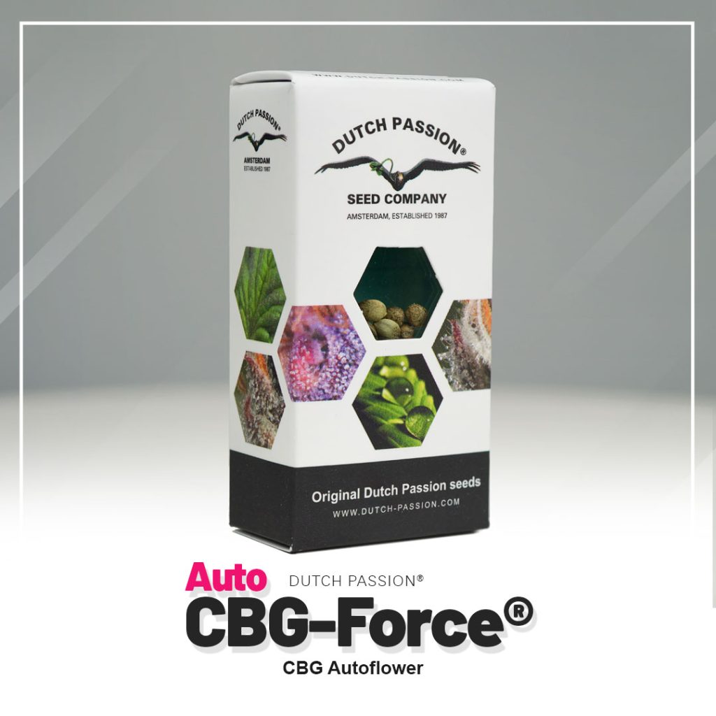 Auto CBG-Force cannabis seeds by Dutch Passion