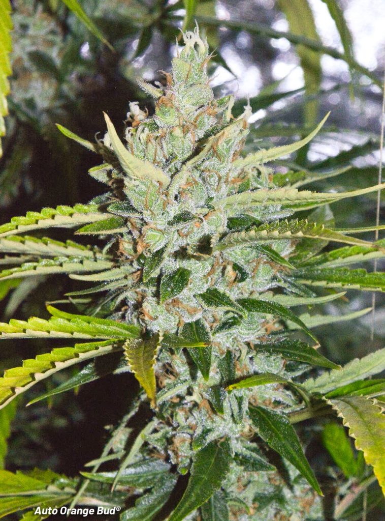 Auto Orange Bud Dutch Passion autoflowering auto flower bud shot highthc cannabis smoke grow review