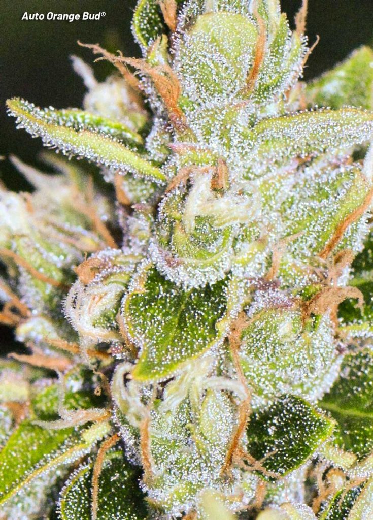 Auto Orange Bud Dutch Passion macro photography frosty buds cannabis pictures blog review by teehee uk420