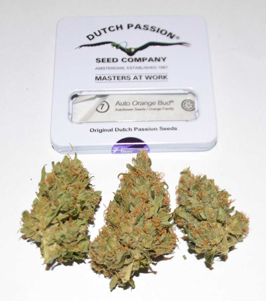 Auto Orange Bud Dutch Passion nugshots dried buds weed ganja marijuana cannabis pictures