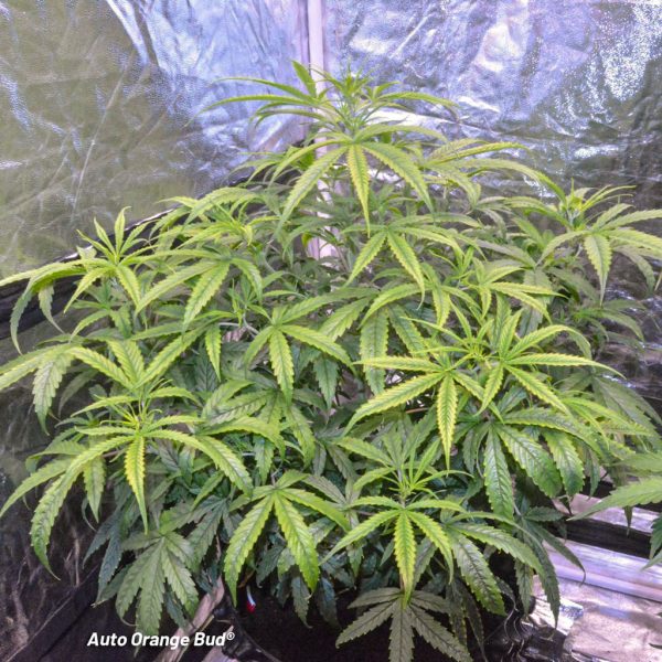 Auto Orange Bud 265g harvest report by TeeHee (UK420) | Dutch Passion