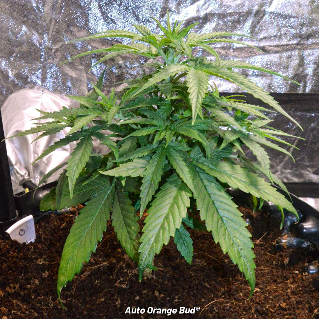 Auto Orange Bud Dutch Passion seedling veg growth cannabis plant indoor
