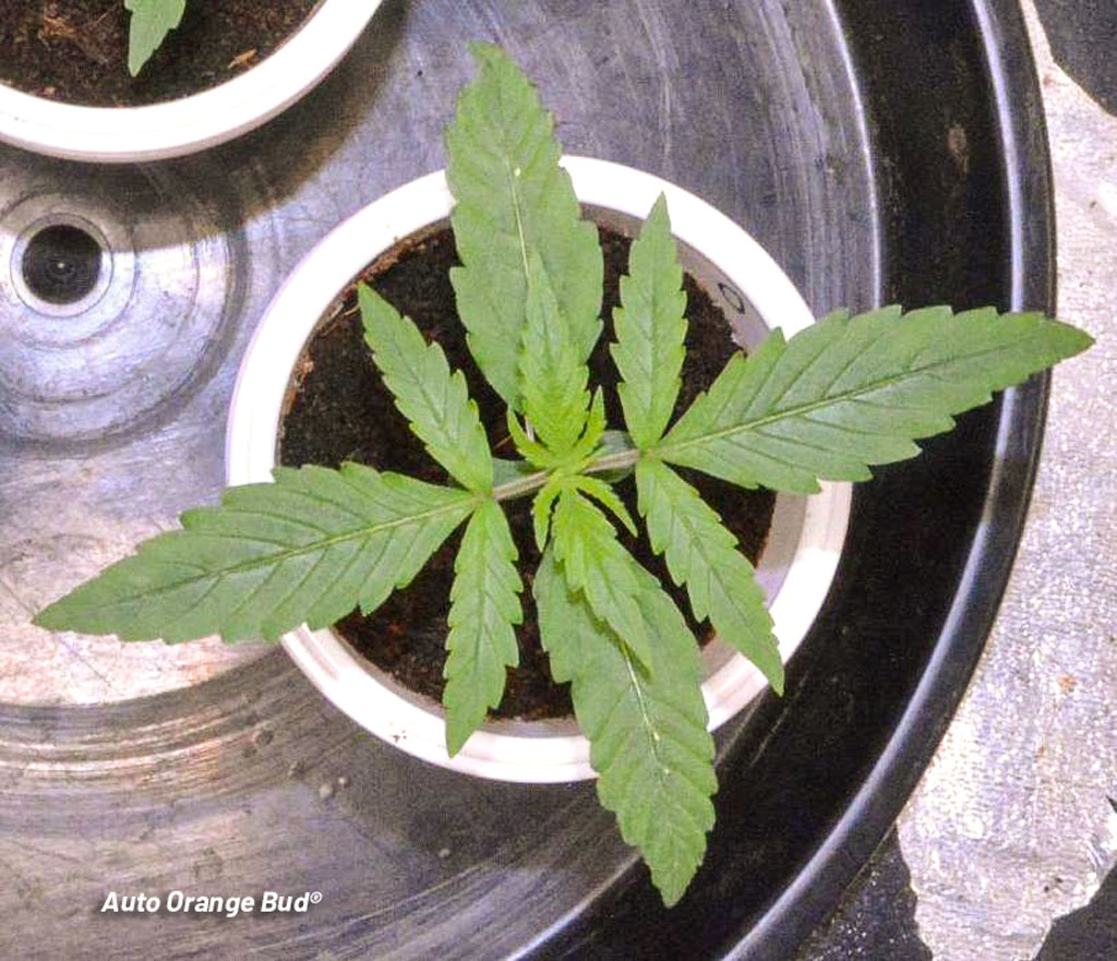 Auto Orange Bud Dutch Passion seedling veg growth cannabis plant indoor
