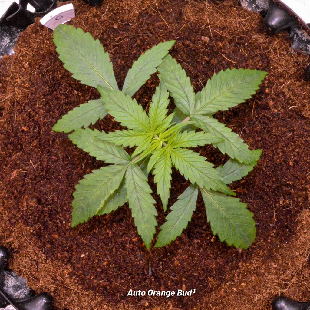 Auto Orange Bud Dutch Passion vegetative phase indoor growing weed marijuana