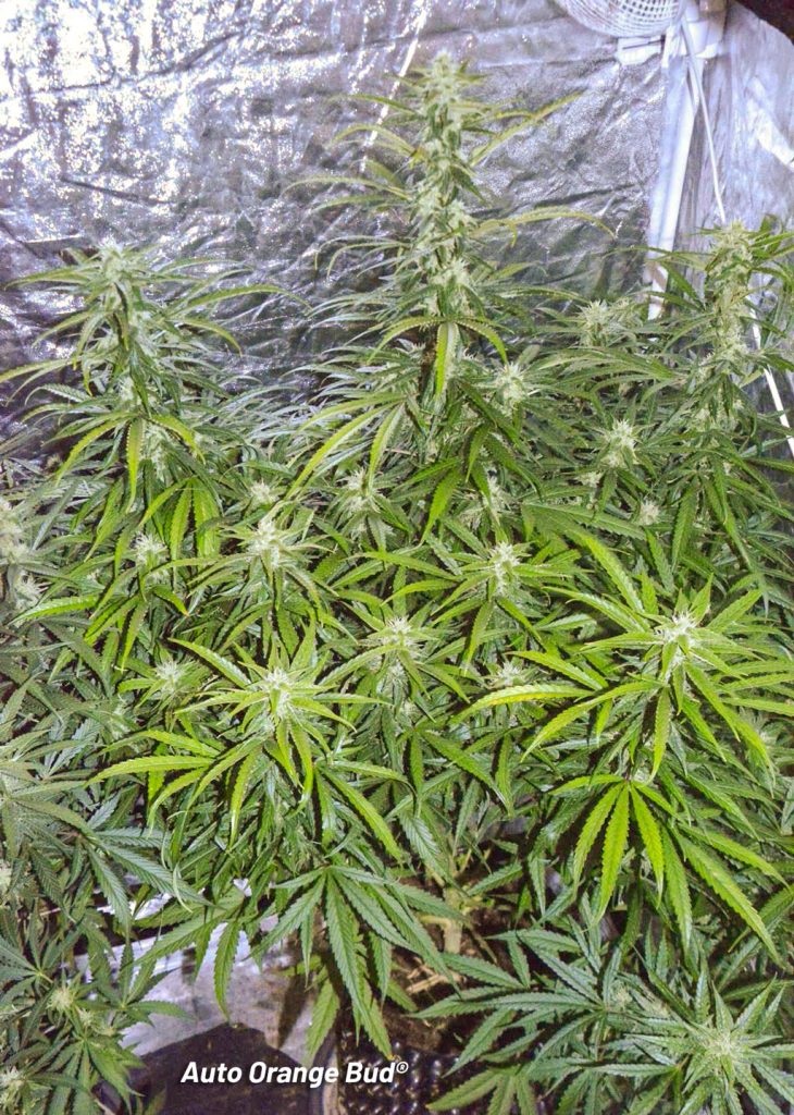 Auto Orange Bud autoflower genetics middle flowering phase buds cannabis pictures