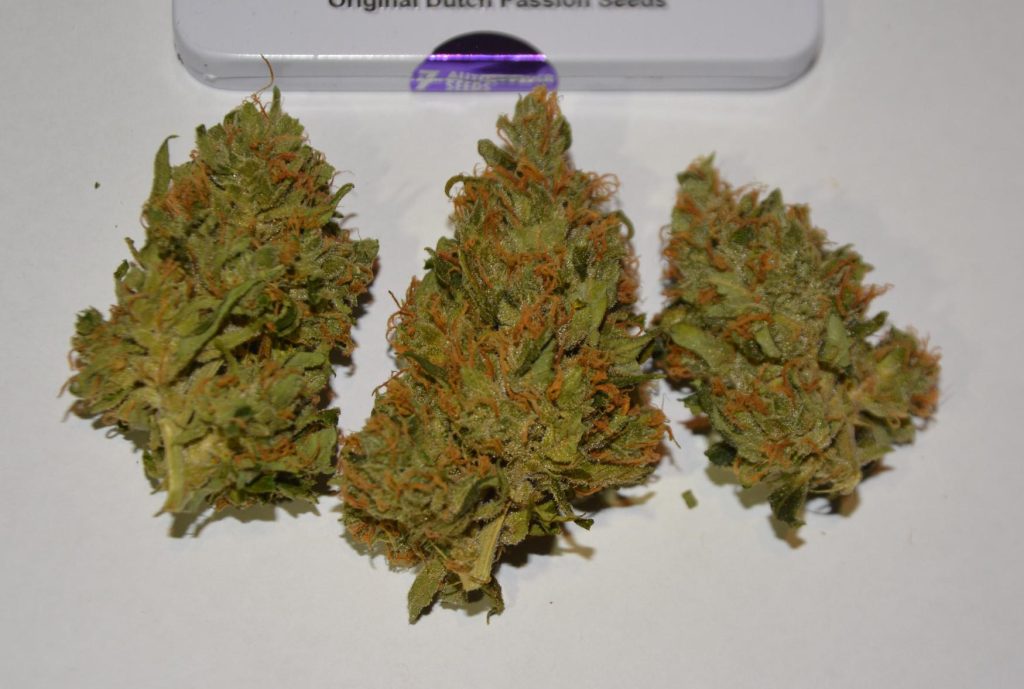 Auto Orange Bud delivers 265g dry haul 85 days from autoflower seed to harvest 14