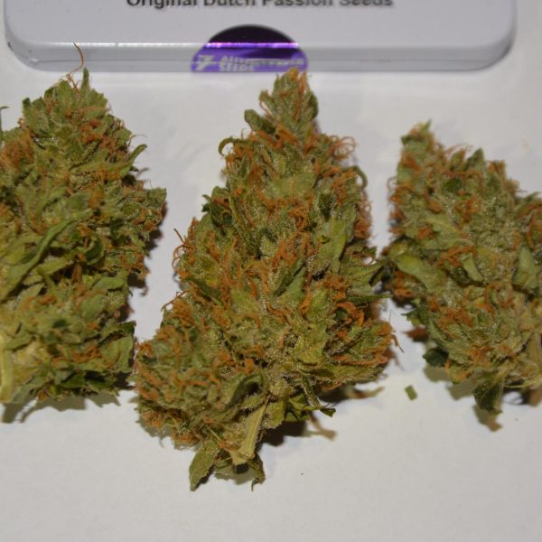 Auto Orange Bud delivers 265g dry haul 85 days from autoflower seed to harvest 14
