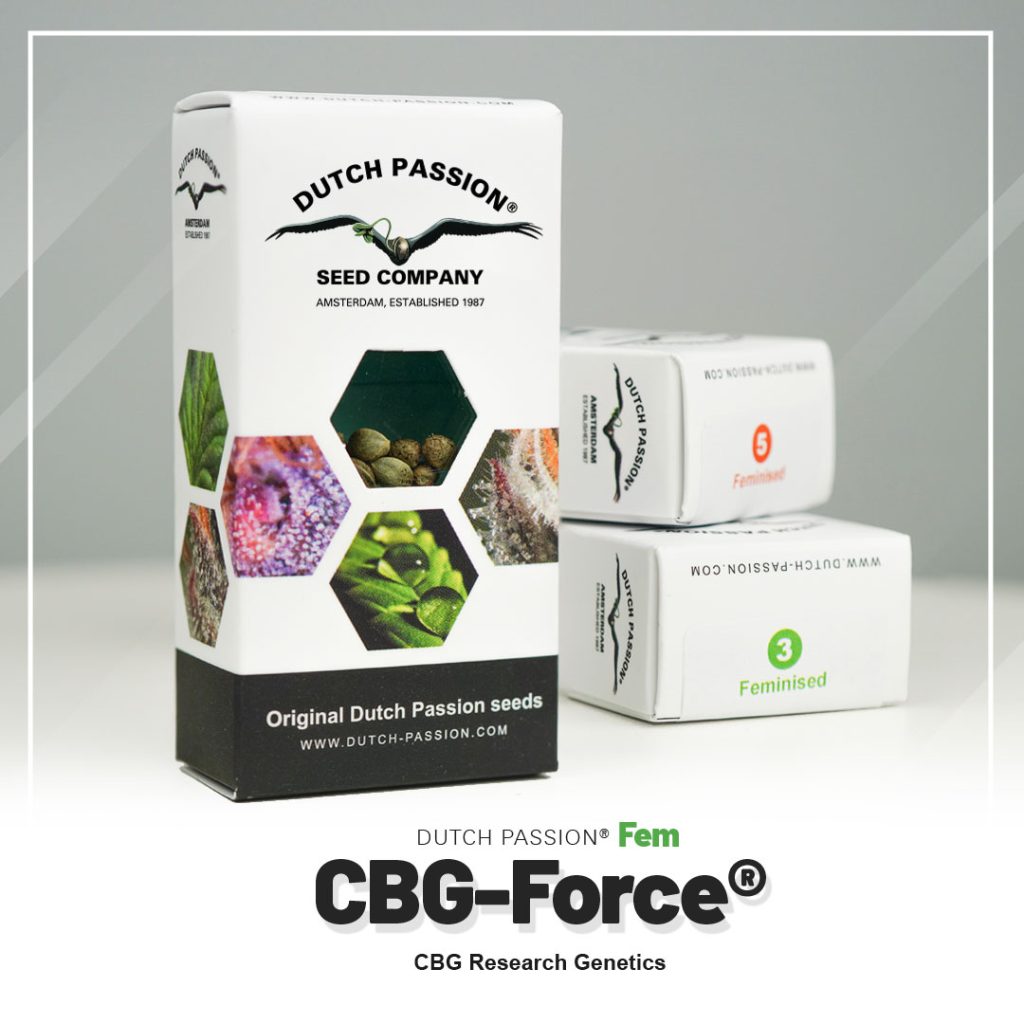 CBG-Force feminised cannabis seeds by Dutch Passion