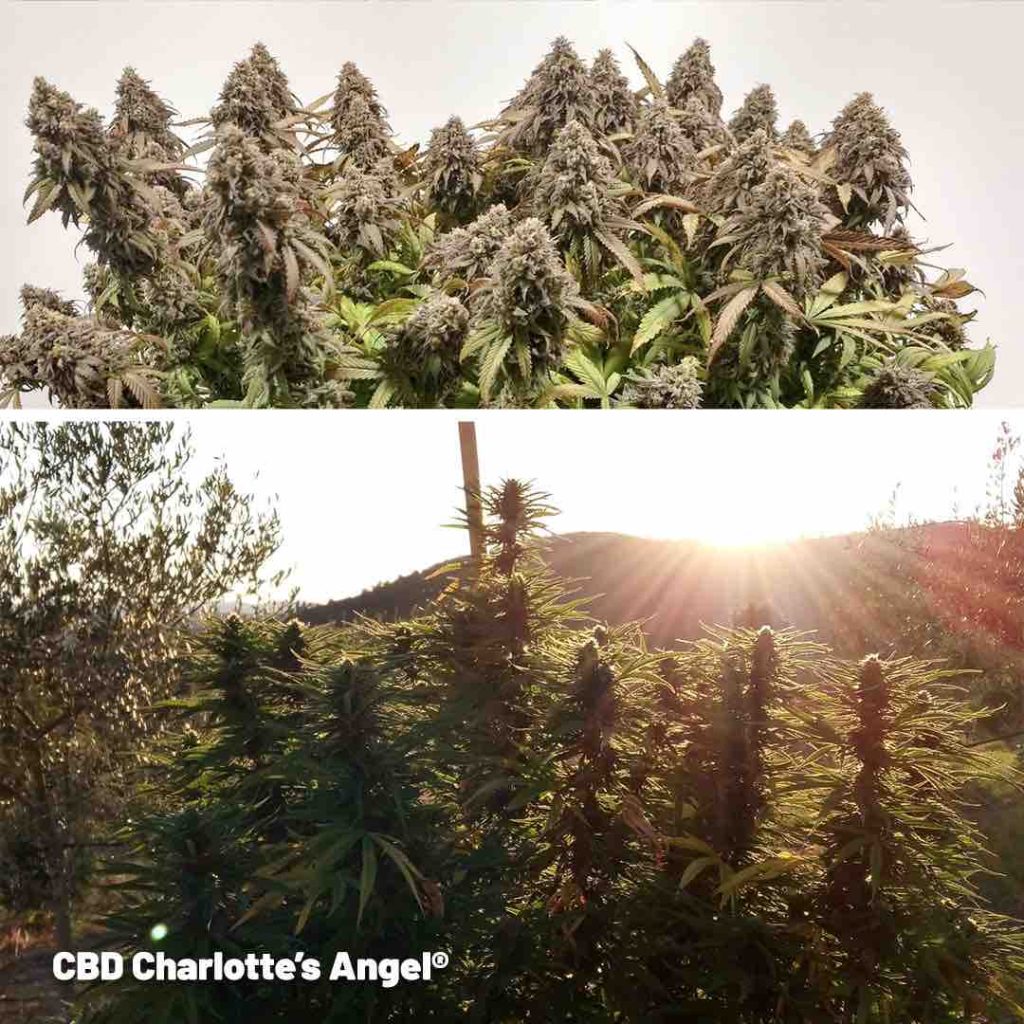 CBD Charlotte's Angel feminised cannabis grown outdoors