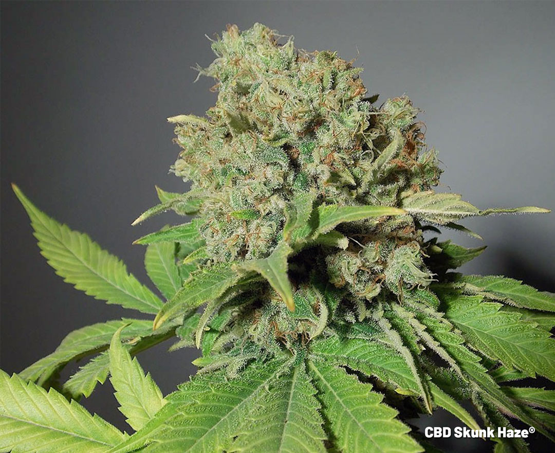 When and how to harvest CBD cannabis buds Dutch Passion