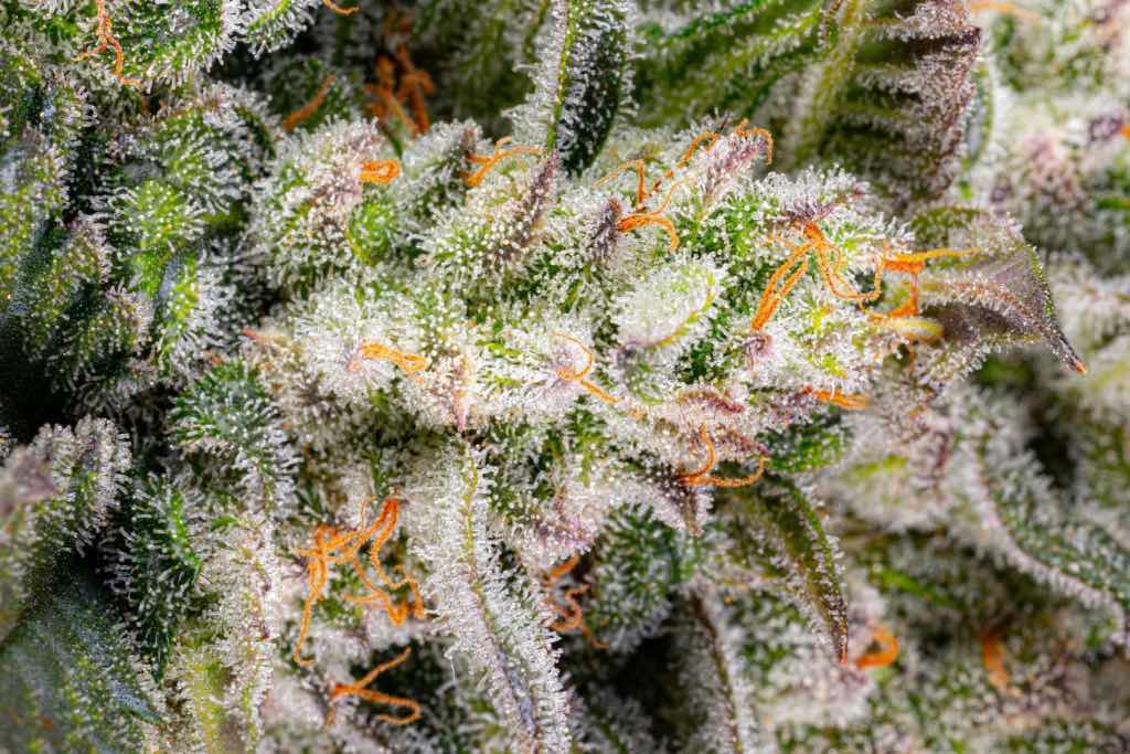CBD rich cannabis bud macro trichomes ready for harvest