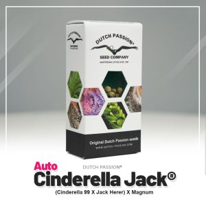 Auto Cinderella Jack original cannabis seeds by Dutch Passion