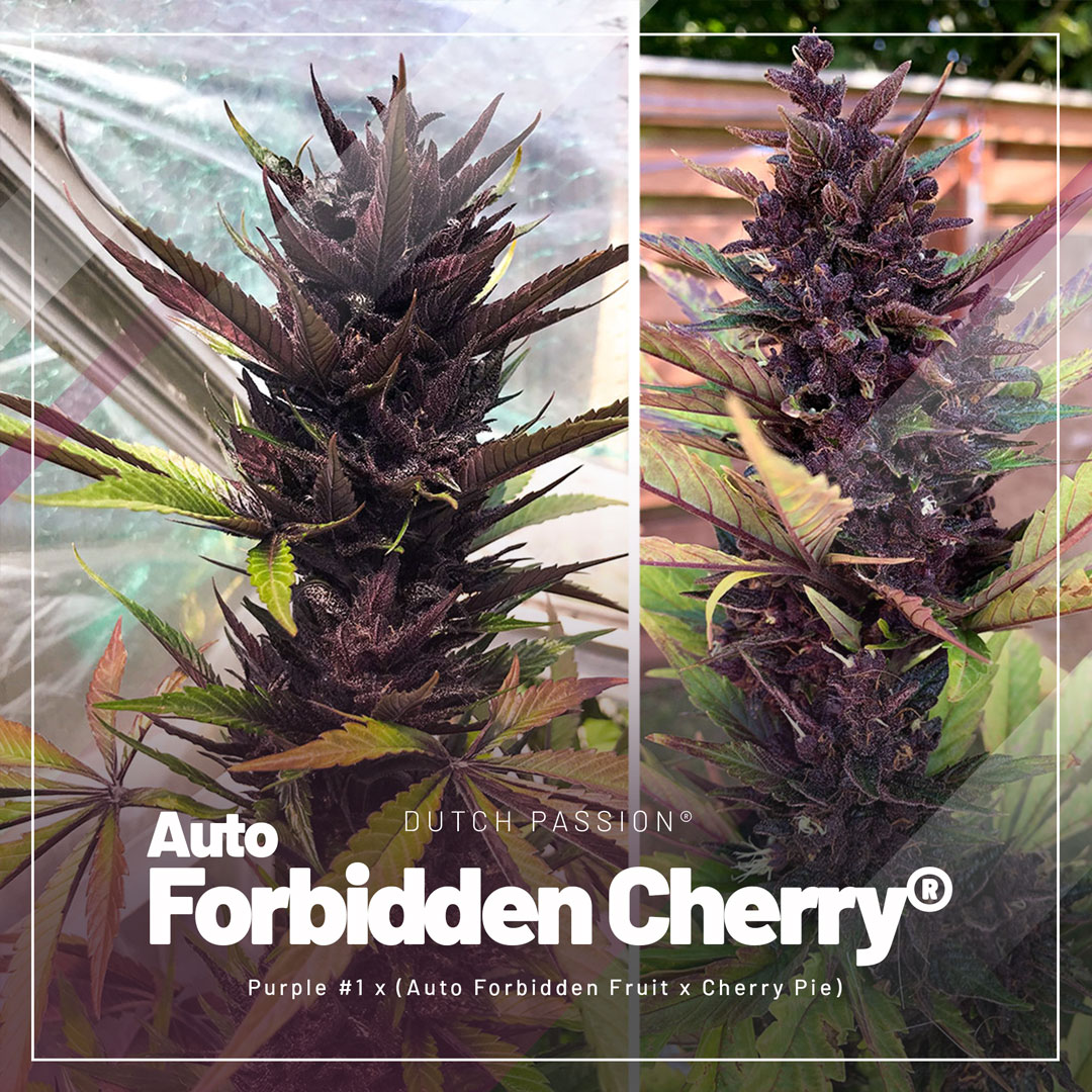 Auto Forbidden Cherry - New Dutch Outdoor cannabis seed variety by Dutch Passion