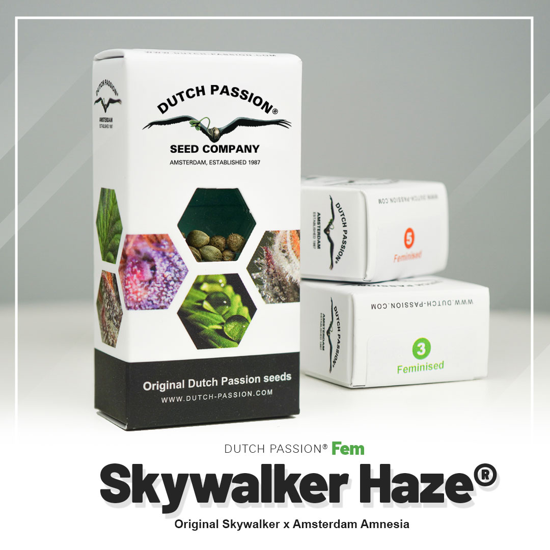 Buy Skywalker Haze Cannabis Seeds from Dutch Passion
