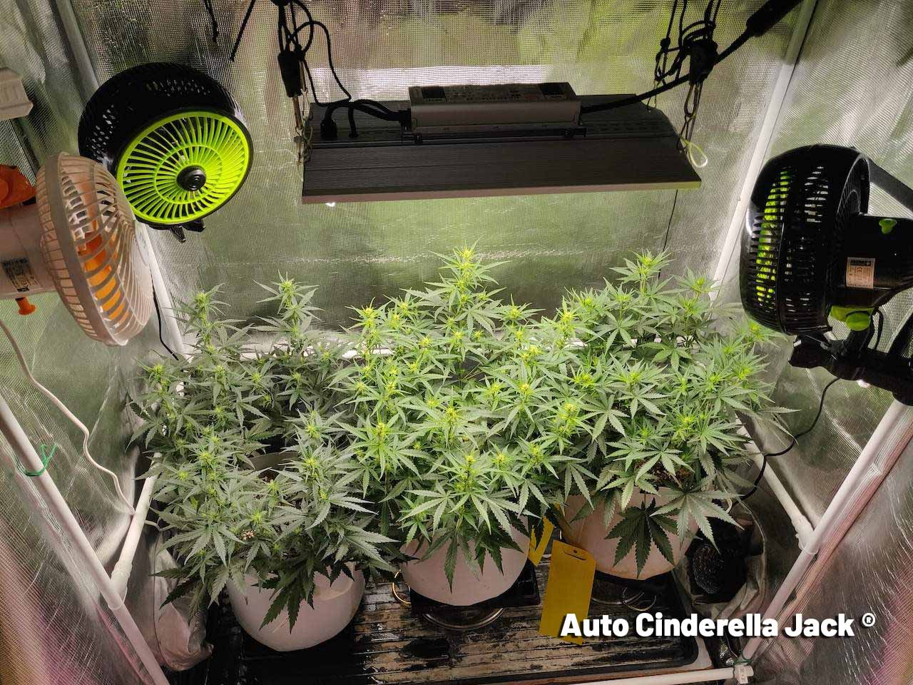 Auto Cinderella Jack by nickeluring - indoor flowering 1