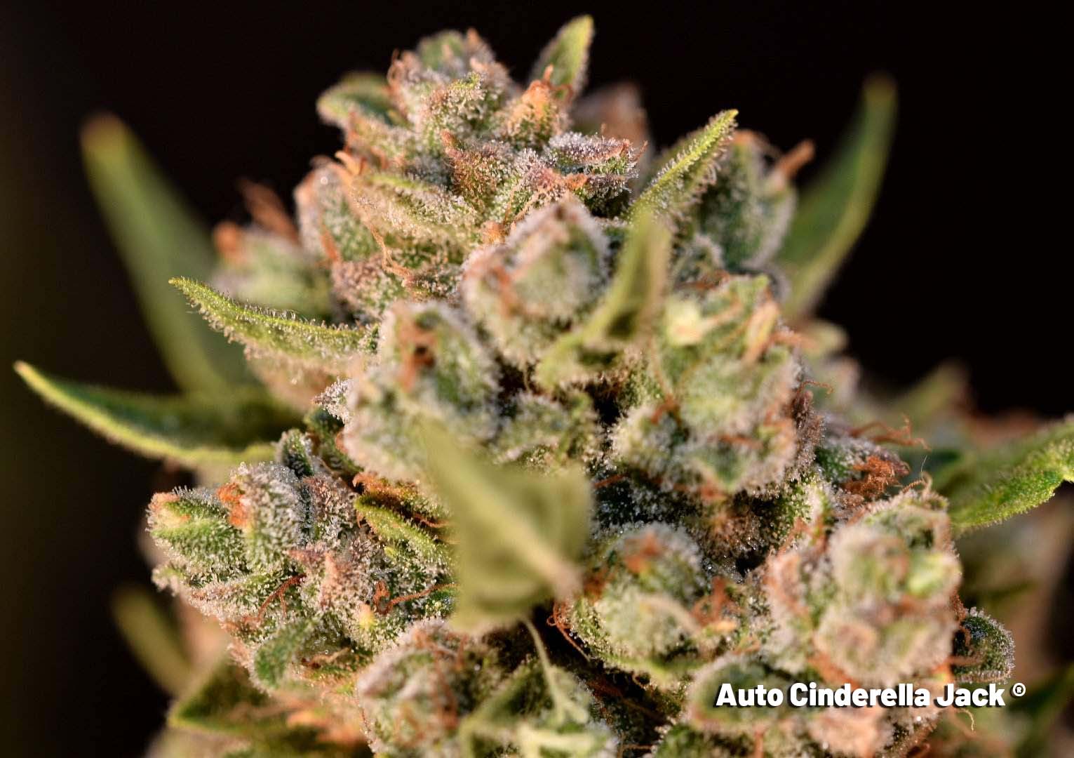 Auto Cinderella Jack by nickeluring - frosty bud ready to harvest 2
