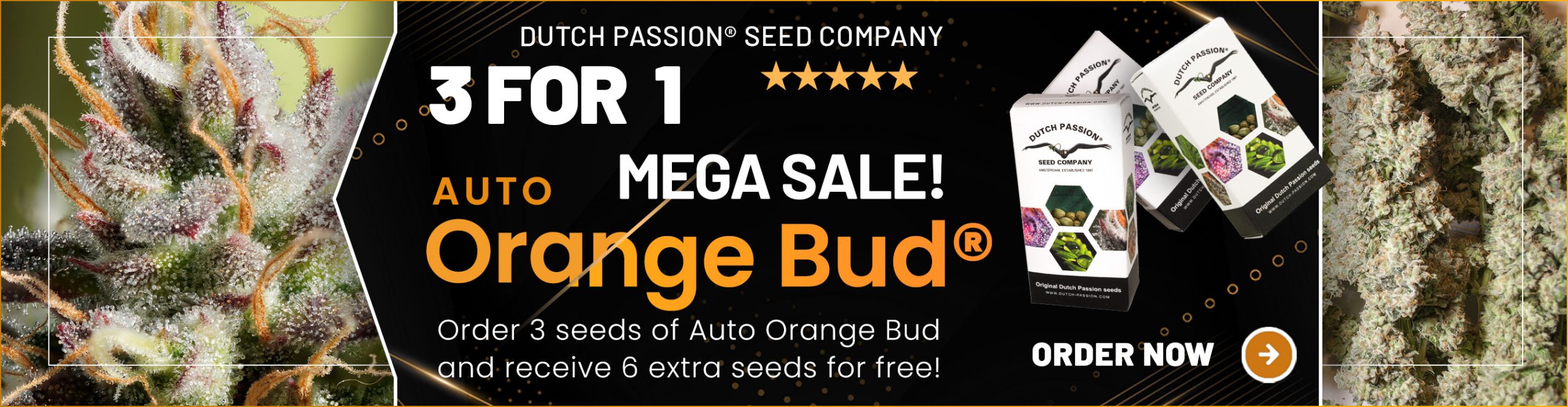 Auto Orange Bud 3 for 1 mega cannabis seed sale