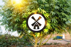 Top 10 tips for growing autoflower seeds outdoors
