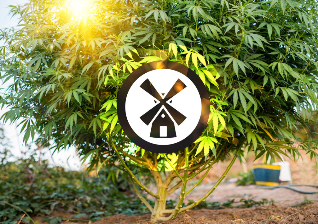 Top 10 tips for growing autoflower seeds outdoors