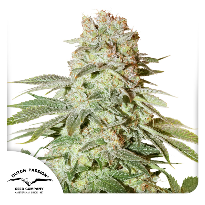 Auto Power Plant feminised cannabis seeds by Dutch Passion