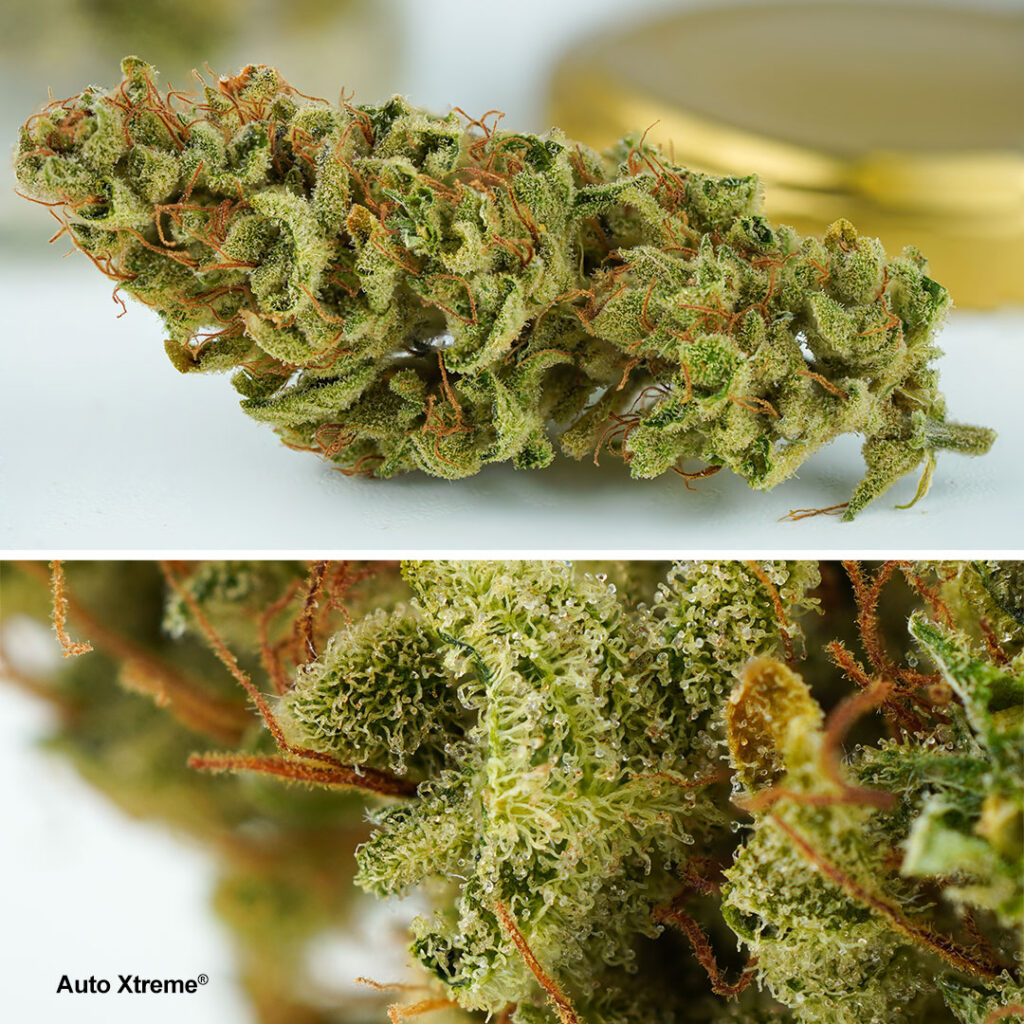 Auto Xtreme Haze 300g-harvest with THC levels reaching over 19%