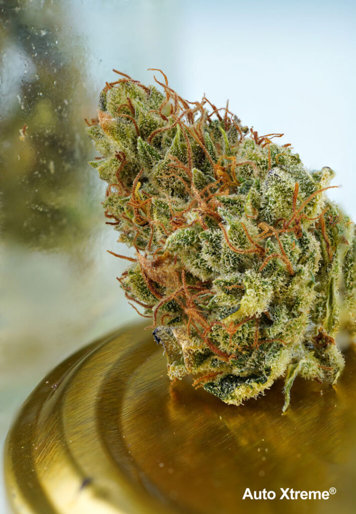 Auto Xtreme Haze releases a typical smell of the dried buds is a typical crisp haze aroma