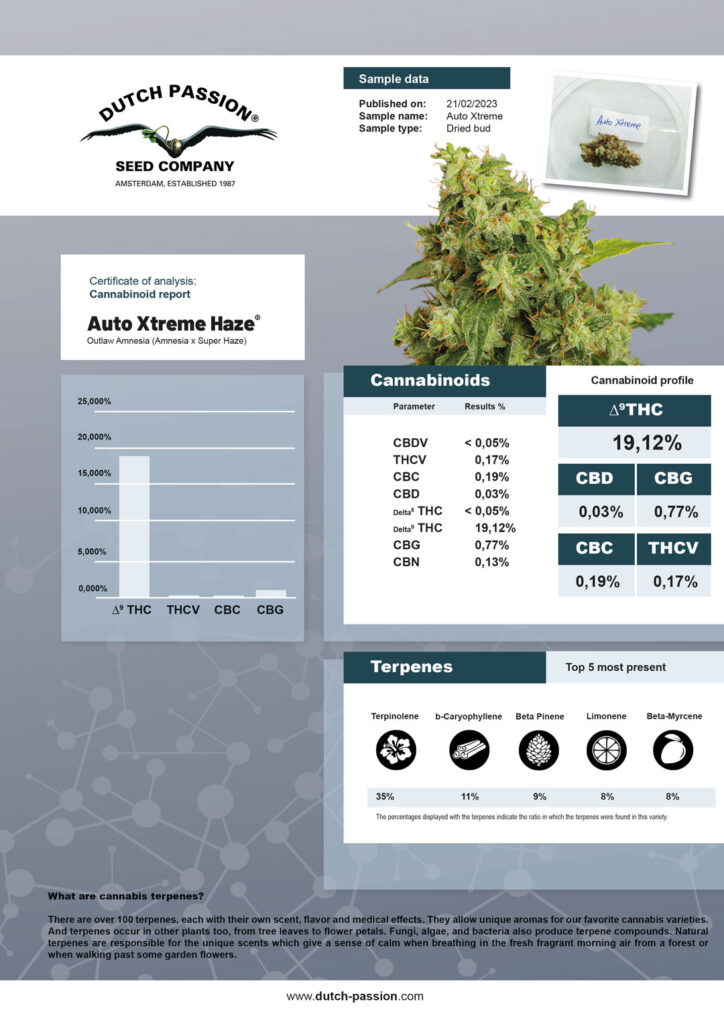 Auto Xtreme independent lab-results returns 19% THC