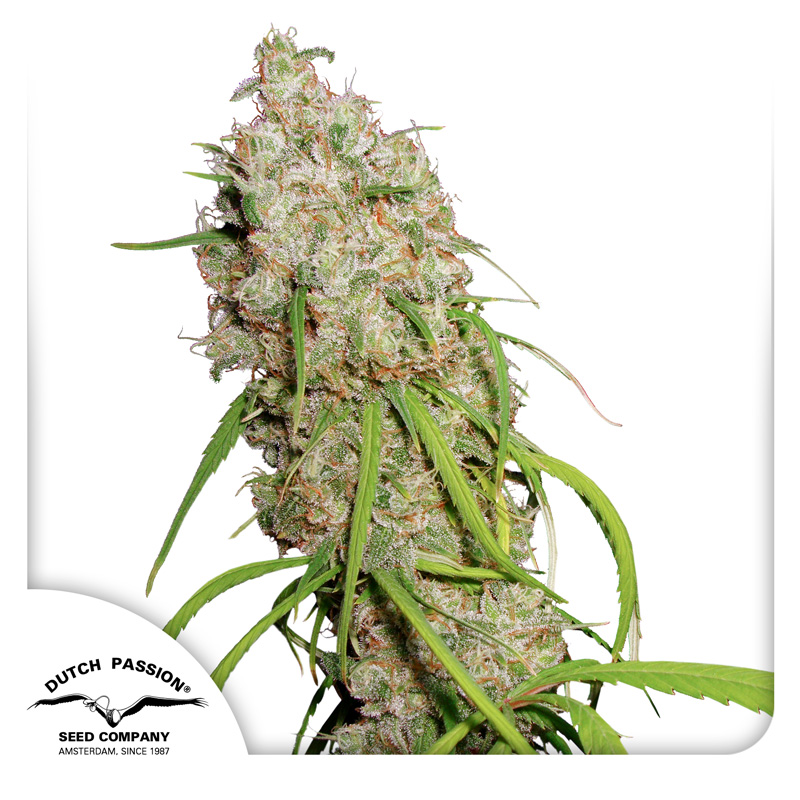Desfrán feminised cannabis seeds by Dutch Passion