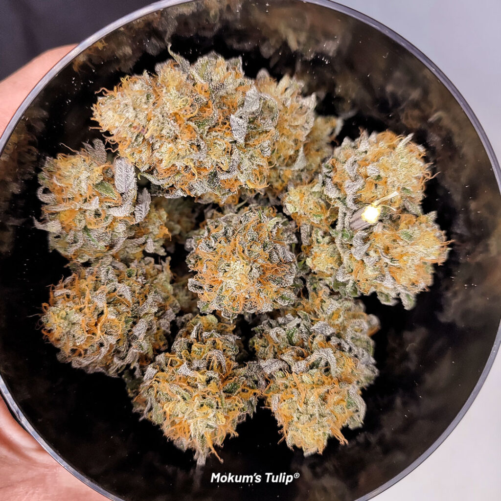 Frosty dried buds of Mokum's Tulip harvested by Weedganja420