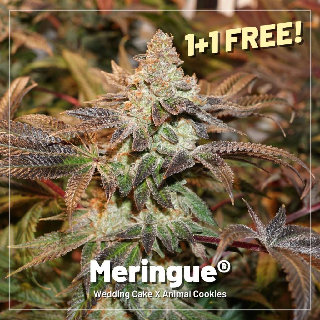 Meringue cannabis seeds 1+1 free offer by Dutch Passion