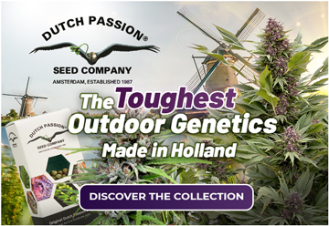 The toughest outdoor cannabis seed genetics made in Holland