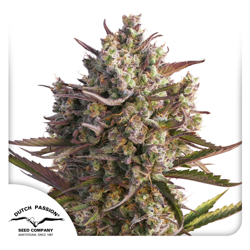 Auto Blueberry cannabis seeds by Dutch Passion