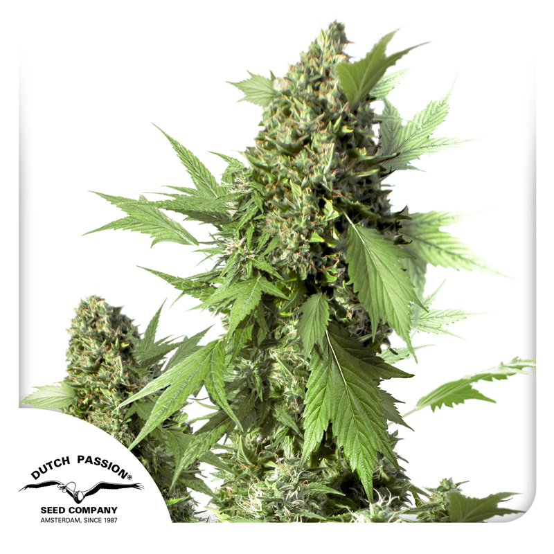 Auto Duck cannabis seeds by Dutch Passion
