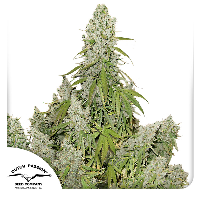 Auto Ultimate cannabis seeds by Dutch Passion