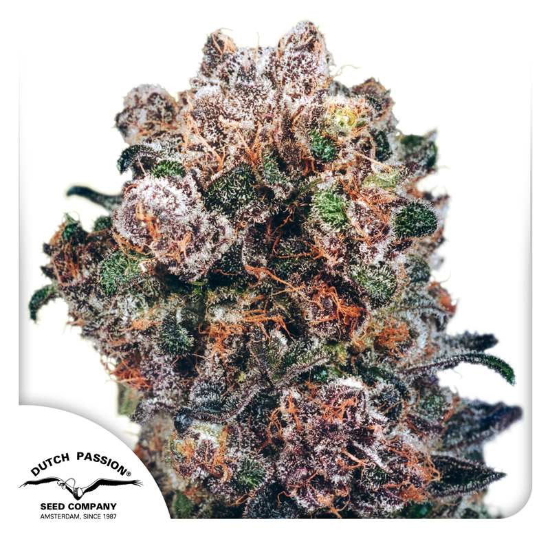 Blueberry cannabis seeds by Dutch Passion