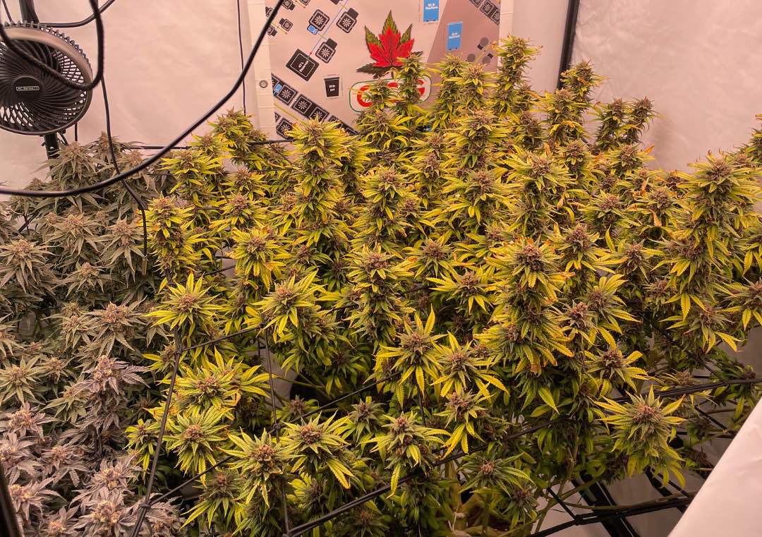 Durban Poison Indoor Cannabis Grow Report from Canada Dutch Passion