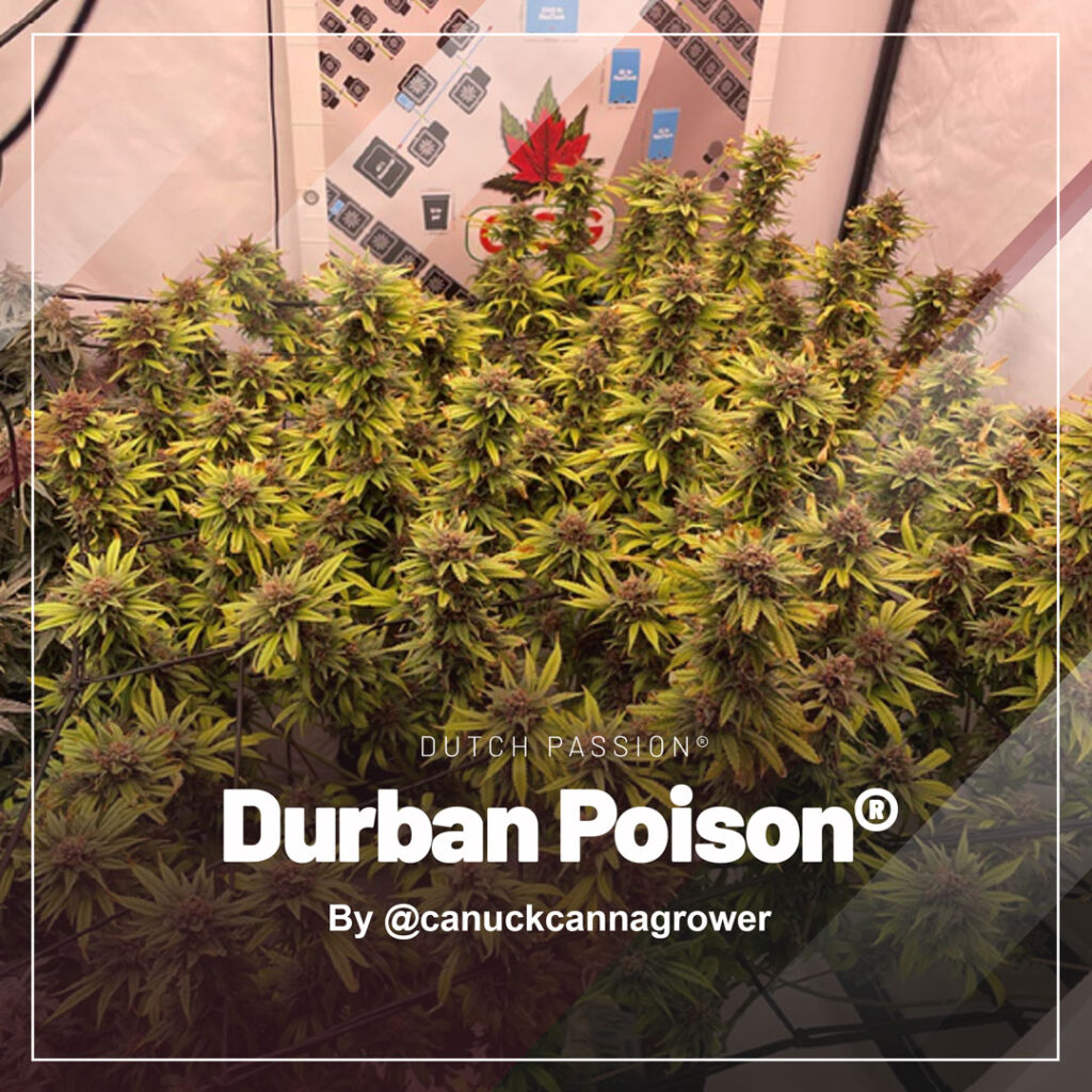 Durban Poison grow report indoor by canuckcannagrower