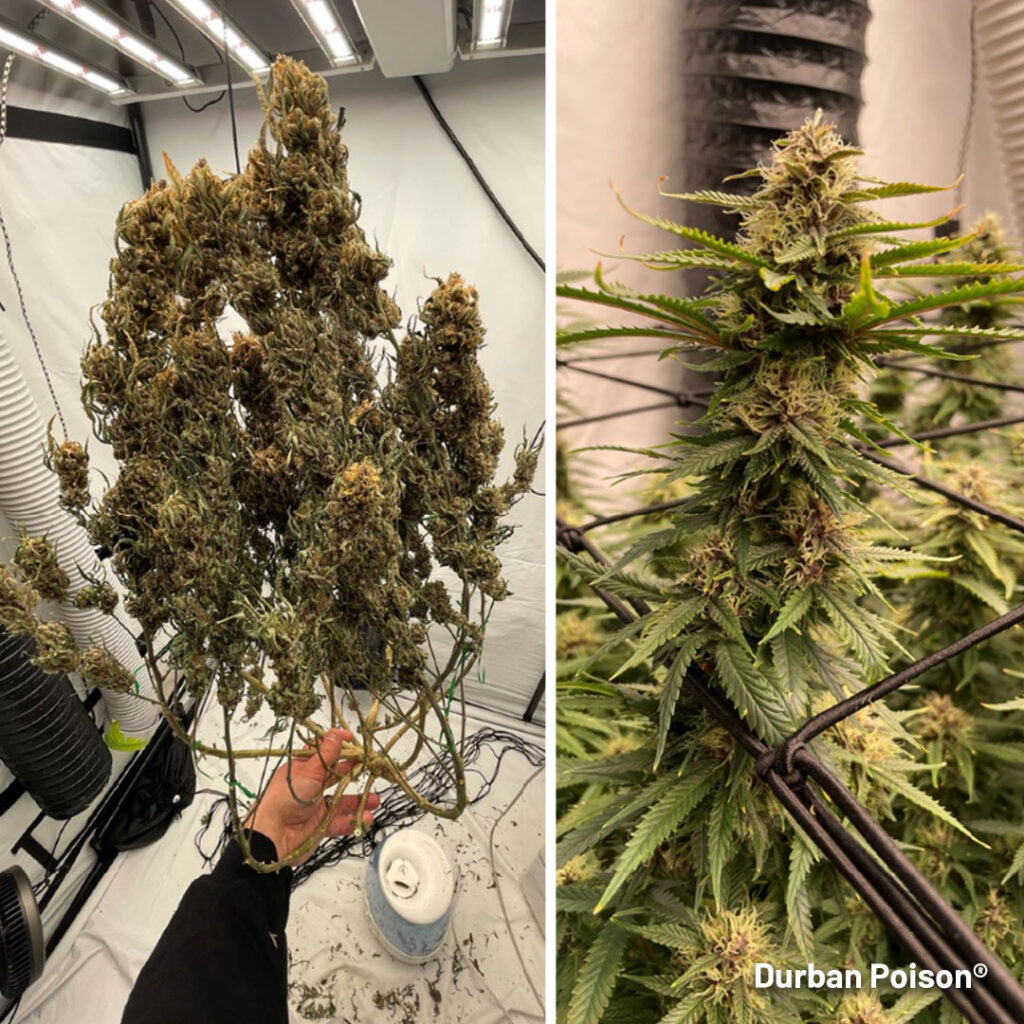 Durban Poison grow report indoor grow large huge plants potent smelly