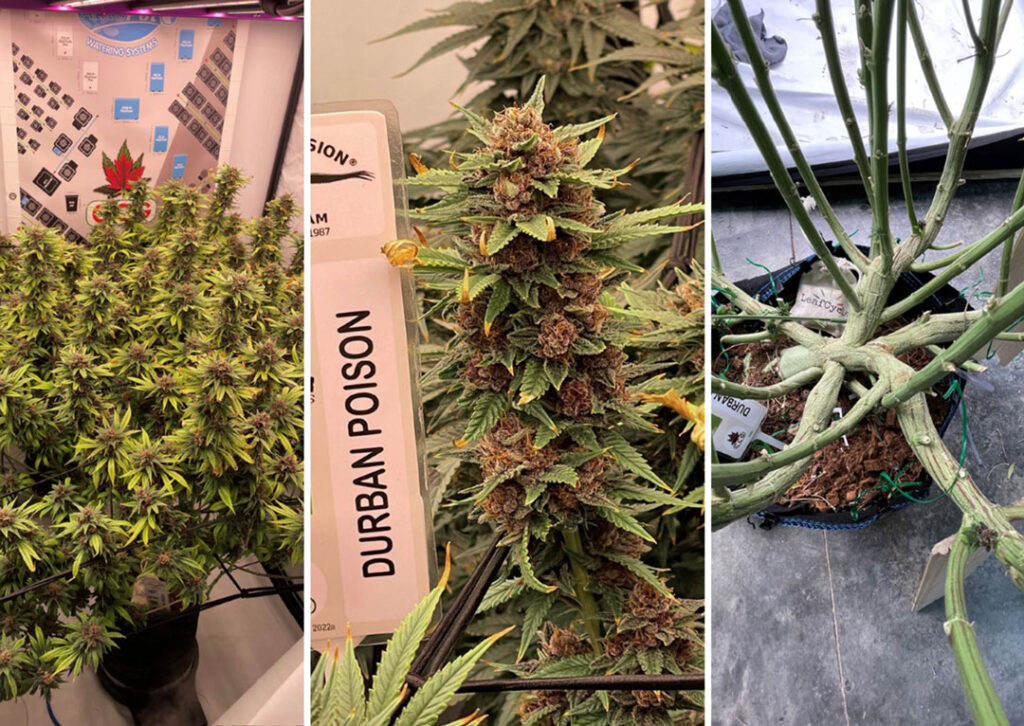 Durban Poison grow report review large frosty buds and flowers