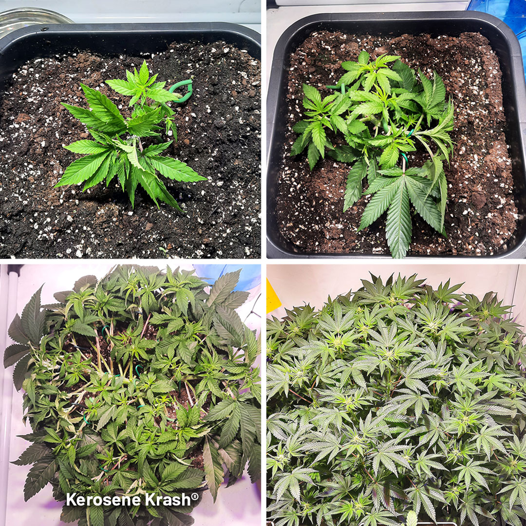 Kerosene Krash 275g Indoor Harvest from Two Plants Dutch Passion