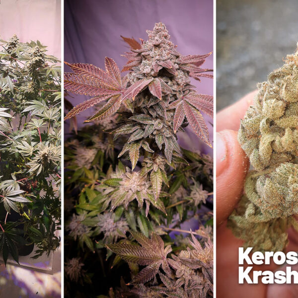 Kerosene Krash 275g indoor harvest from two plants