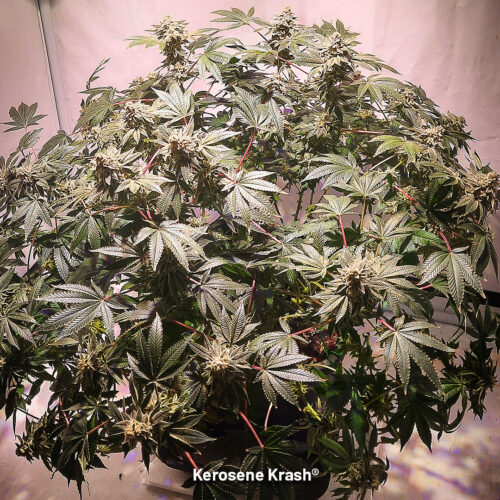 Kerosene Krash 275g Indoor Harvest from Two Plants Dutch Passion