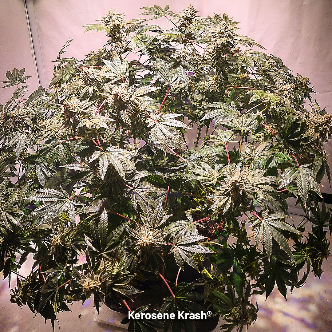 Kerosene Krash 275g Indoor Harvest from Two Plants Dutch Passion