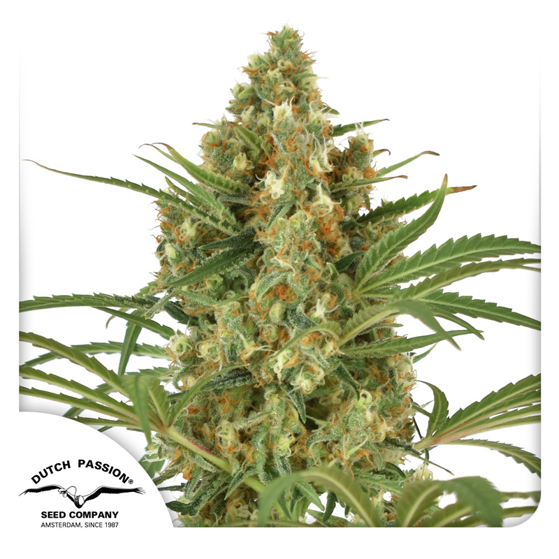 Snow Bud cannabis seeds by Dutch Passion